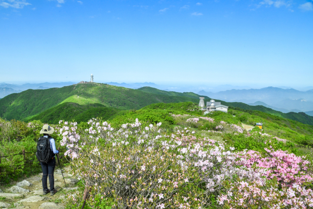 철쭉꽃이 만개한 소백산 연화봉에 국내 최대 우주관측소인 국립천문대가 들어서 있다. 영주시 제공