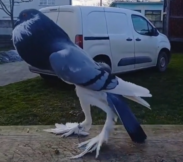 가슴과 다리가 일반 비둘기와는 다른 '돌연변이' 비둘기 영상이 사회관계망서비스(SNS)에 올라와 눈길을 끌고 있다. pigeonstv 틱톡 캡처
