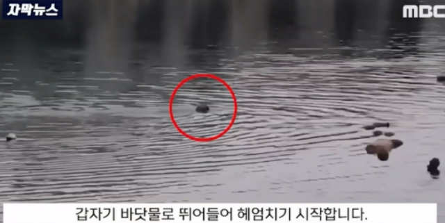 20대 여성 앞에서 바지를 내리고 신체 부위를 노출한 50대 남성이 경찰에 붙잡혔다. MBC 보도화면 캡처