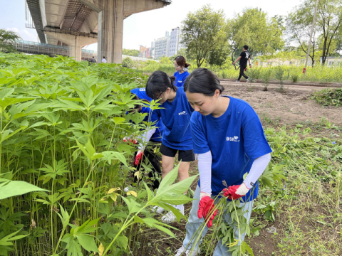 bhc그룹 해바라기 봉사단, 서울시설공단과 청계천 일대 유해식물 제거 봉사