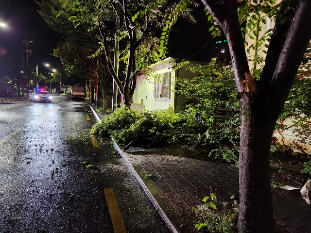 27일 오전 2시 34분쯤 대구 달성군 화원읍 한 도로가에 가로수가 쓰러지는 사고가 발생했다. 대구소방안전본부 제공.