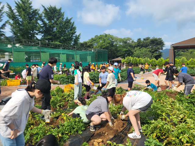 지난 27일 친환경 텃밭교육을 실시하고 있는 대구공산초 전교생과 교직원이 함께 지난 4월 심은 감자를 수확하고 있다. 대구시교육청 제공