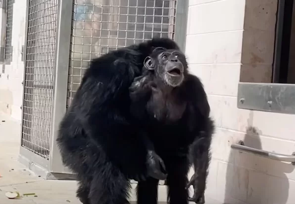 29년간 갇혀살던 암컷 침팬지 
