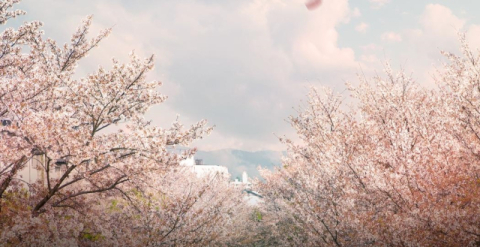 일본 만화 원작 뮤지컬 '4월은 너의 거짓말' 내년 한국 초연