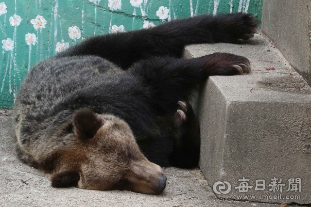 9일 오후 대구 중구 달성공원에서 더위에 지친 불곰이 그늘 아래 자리를 잡고 바닥에 누워 낮잠을 자고 있다. 정운철 기자 woon@imaeil.com