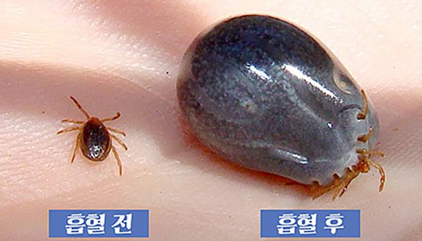 대구경북 5개 지자체 '흡혈 진드기' 공동 감시