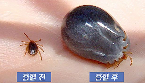 중증열성혈소판감소증후군(SFTS)을 유발하는 작은소참진드기 흡혈 전후. 제주시 제공