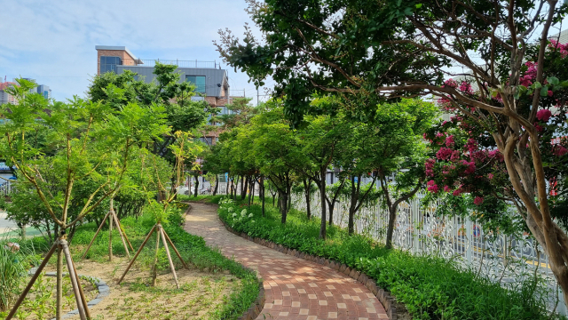 대구시는 올해 학교숲 조성 사업의 일환으로 계성초와 황금초, 송현여고 등 지역 학교 3곳에 학교숲을 조성했다. 황금초교 학교숲. 대구시 제공.