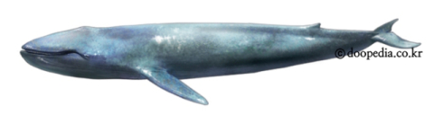 [World No.1]<44>지구에서 가장 큰 동물 ‘대왕고래’ 33m, 190t