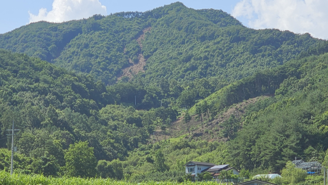 예천 감천면 산사태 주변 산에서는 산사태가 상부에서 시작된 흔적이 있었지만 산림에 막혀 진행이 멈춘 듯 보였다. 윤영민 기자