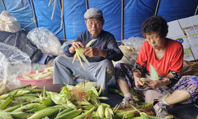 인제군 남면에서 옥수수 농사를 짓고 있는 최종학(82)·홍옥자(78)씨 부부가 수확한 옥수수를 손질하고 있다.