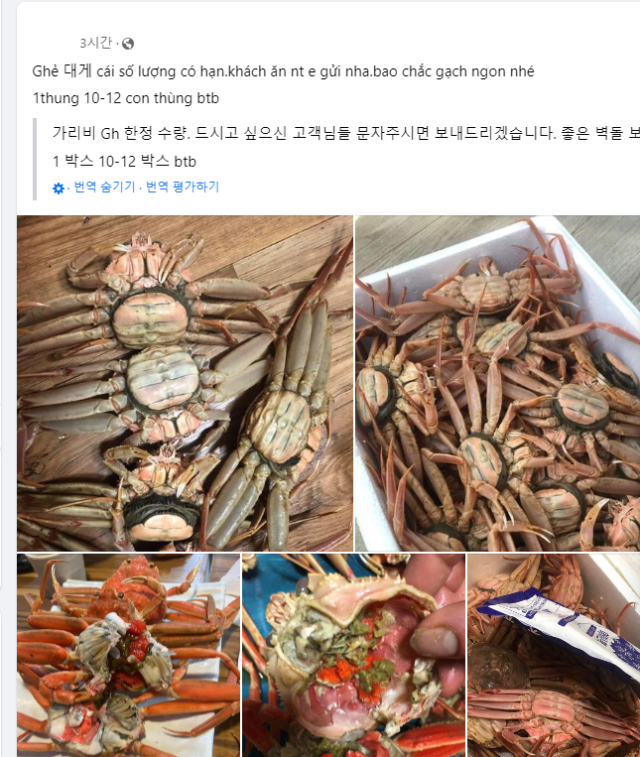 암컷대게 판매글이 올라온 SNS. 동해어업관리단 제공