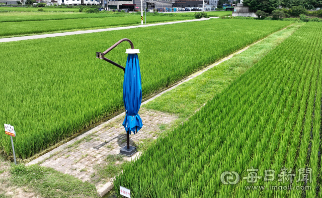 지난 8월 2일 대구 북구 학정동 경북도농업기술원 시험재배 논에 그늘막이 설치돼 있다. 우태욱 기자 woo@imaeil.com