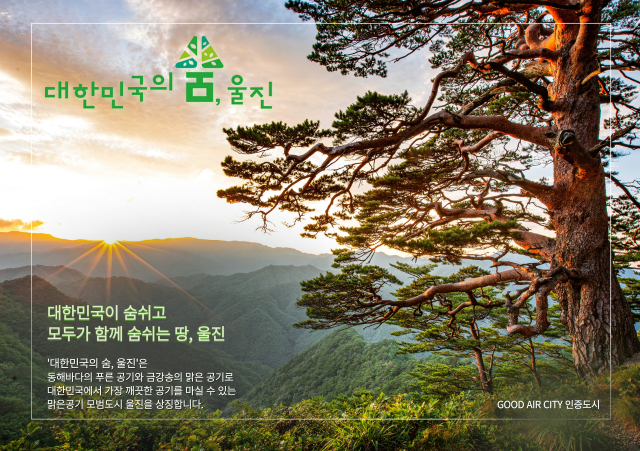대한민국위 숨, 울진의 금강송. 울진군 제공