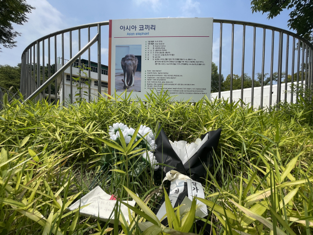 13일 오전 11시에 방문한 달성공원 동물원 코끼리사. 코끼리사 앞에는 48년 간 대구시민들의 친구가 돼 준 복동이를 그리워 하며 시민들이 두고 간 추모 꽃이 놓여있었다. 한소연 기자