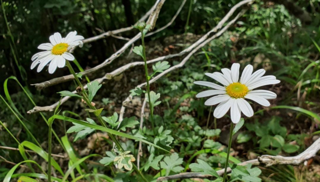 산구절초