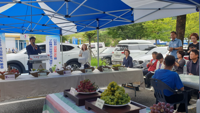 경북 구미시가 구미로컬푸드직매장 금오산점에서 유럽종 포도 6개 품종을 판매한다. 구미시 제공