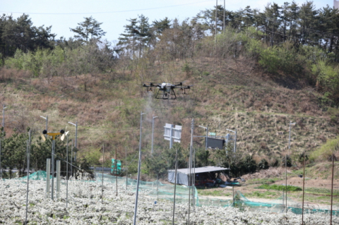 부산 기장군농업기술센터에서 농업용 드론을 활용해 지역농가 과수분야 시범 방제를 하고 있다. [사진=기장군]