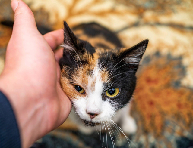 흰색바탕에 주황색과 검은색 무늬가 섞인 칼리코(Calico) 고양이. 고양이가 세가지색이 썩여졌거나 줄무늬가 형성되었느냐에 따라 톨티(Tortie), 카오스(Chaos), 토비(Torbie)라 애칭 하기도 한다. 모두 삼색고양이며 암컷이다. 셔틀스톡 제공