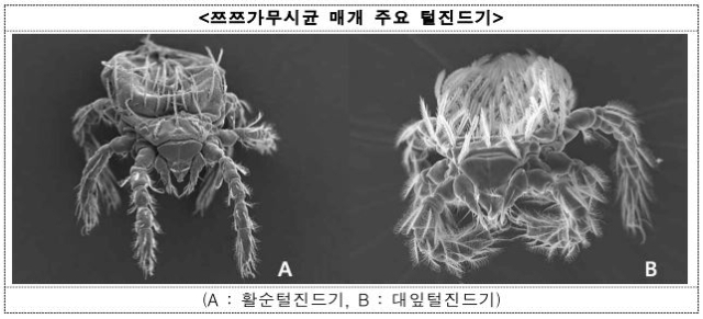 쯔즈가무시균 매개 주요 털진드기. 질병관리청 제공