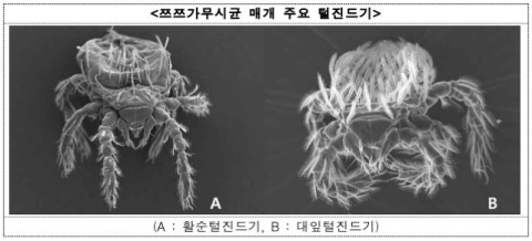 쯔쯔가무시 환자 80%가 10~11월…귀가 후 '검은 딱지' 4곳 확인