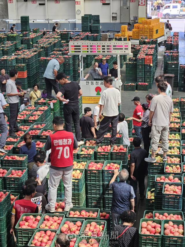 지난해 9월 추석 명절을 앞두고 안동농협농산물공판장에 하루 2만4천박, 480톤(t) 가량의 사과가 입고돼 경매에 붙여졌다. 매일신문 DB