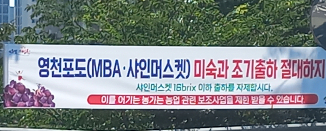 영천시농산물도매시장 주변 도로 등에 내걸린 저품위 샤인머스캣 출하 예방 현수막 모습. 강선일기자