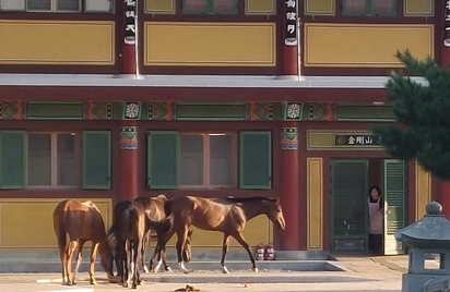 강원 고성경찰서 제공