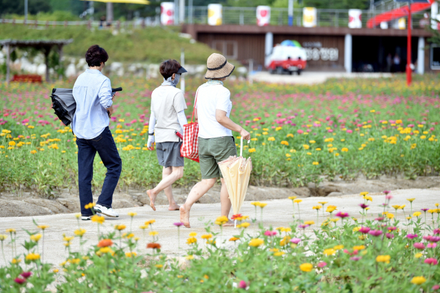 1억 송이 백일홍을 바라보며 맨발로 흙길을 걸을 수 있는 