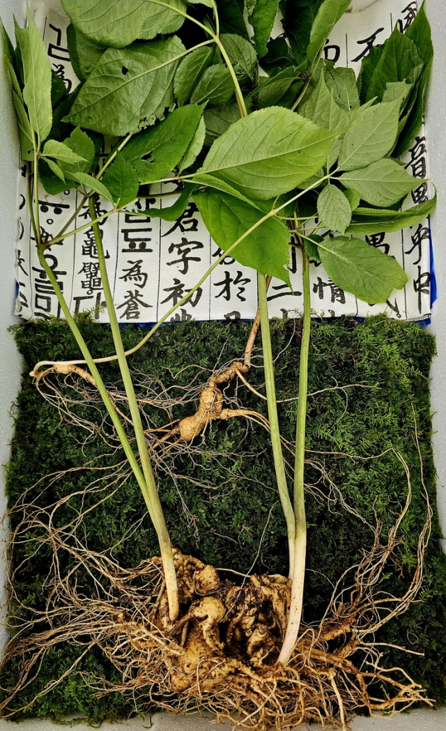 지리산에서 산삼 여러개가 하나로 뭉친 듯한 초대형 산삼이 발견돼 눈길을 끌고 있다. 한국전통심마니협회 제공