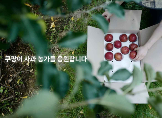 쿠팡은 우박을 맞아 생긴 흠집과 생채기로 버려질 위기에 처한 사과 60여톤을 매입해 판매한다고 22일 밝혔다. 쿠팡 제공