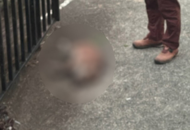 4일 오후 수성구 중동에서 포획단이 사살한 멧돼지. 대구소방본부 제공
