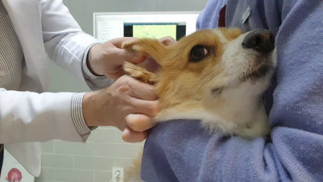 동물병원을 찾은 패리스. 