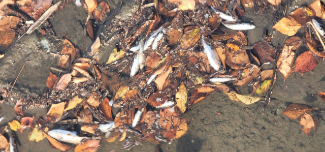 경북 구미시 금오천에 물고기 수십 마리가 떼죽음으로 발견돼 구미시가 조사에 나섰다. 구미시 제공