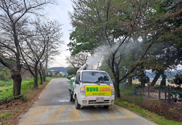 영천시 당국이 미국흰불나방 개체수 급증에 따라 긴급 방제를 실시하고 있다. 영천시 제공