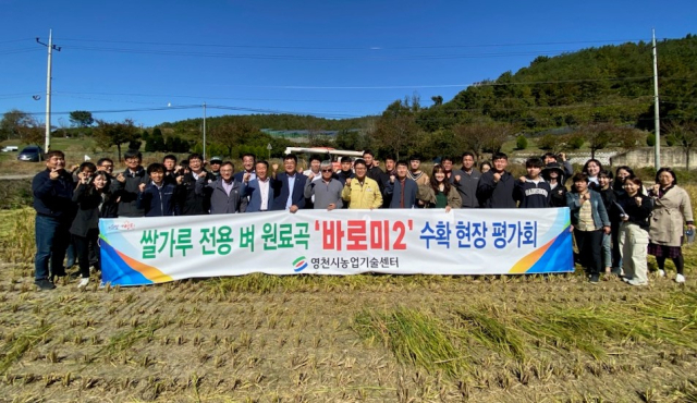 영천시 농업기술센터는 17일 고경면 일원에서 쌀가루 전용 벼 