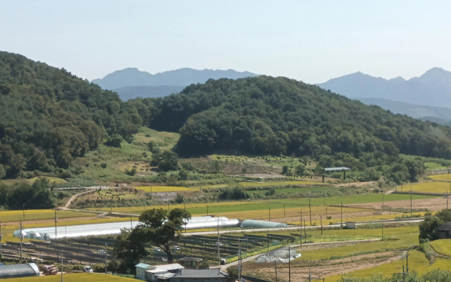 김극뉴 묘에서 바라 본 안산