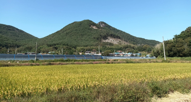 대마마을 입구에서 보이는 주산은 힘이 넘친다. 혈장 또한 깔끔하다. 내청룡이 약한 단점은 있으나 외청룡이 겹겹이 감싸고 있어 약점을 보완해 주고 있다. 상대적으로 백호가 좋은 모습이다.