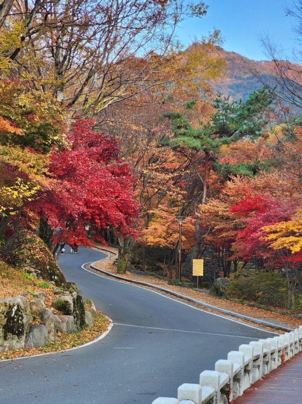 가을철 장관을 이루는 비슬산 단풍은 등산객들의 눈을 즐겁게 한다. 달성군 제공.