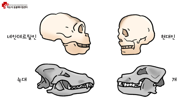인간과 늑대 두개골 진화모습