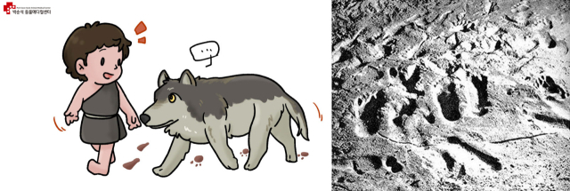 1994년, 프랑스 남부 지방의 쇼베 동굴(Chauvet Cave)에는 인간과 늑대와의 공존을 암시하는 발자국 흔적이 발견되었다. 10세령 이하로 추정되는 고대 어린이가 동굴 속 진흙 바닥을 걸은 발자국 흔적과 나란히 늑대의 발자국이 45m에 걸쳐 남겨져 있다. 2만 6천 년 전의 흔적으로 늑대와 인간이 공존했다는 가장 오래된 증거로 알려져 있다.