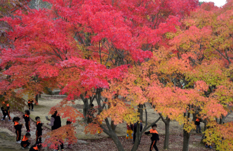 [팔공산은 천상의 화원] 팔공산의 붉은 몸부림, 단풍