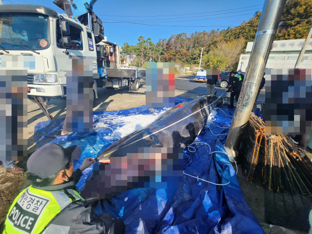 1일 오전 포항시 남구 구룡포읍 앞바다에서 그물에 걸려 죽은 채 발견된 밍크고래에 불법 포획 흔적이 있는지 해양경찰관이 확인하고 있다. 포항해양경찰서 제공.