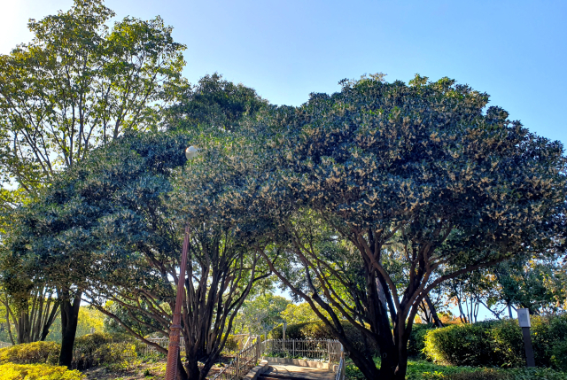 달성공원에 있는 은목서. 일반적으로 은목서라고 부르지만 잎의 생김새나 꽃의 형태으로 봐서 구골나무와 은목서의 교잡종인 구골목서로 보인다.