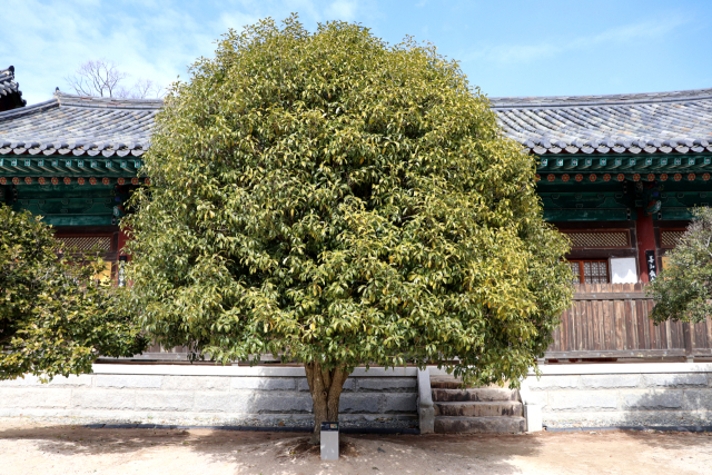 경남 양산시 통도사 경내 불교전문강원인 황화각(皇華閣) 앞에 있는 금목서.