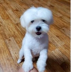 A씨가 때려 죽게 한 B씨의 반려견 두유의 모습. 연합뉴스