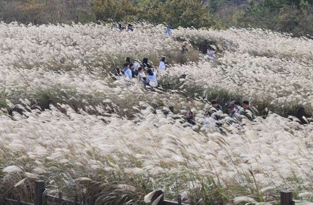 토요일인 11일 제주시 조천읍 산굼부리에서 관광객과 나들이객들이 억새 물결을 감상하고 있다. 연합뉴스