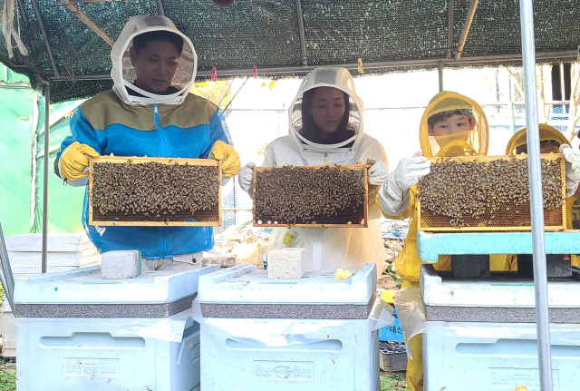 칠곡칠일살기 체험에 나선 가족들이 양봉체험을 하고 있다. 칠곡군 제공