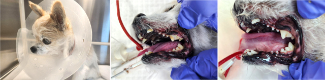 동물 스켈링은 미용이 아닌 치료 목적으로 필요하다. 통상적으로 '스켈링'이라 호칭 할 뿐 마취를 동반한 치과 수술이라 해도 과언이 아니다. 노령견의 경우 마취 전후 수액처치는 매우 중요하다.