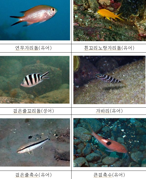울릉도 연안 해역에서 처음 관찰된 어류. 국립생물자원관 제공
